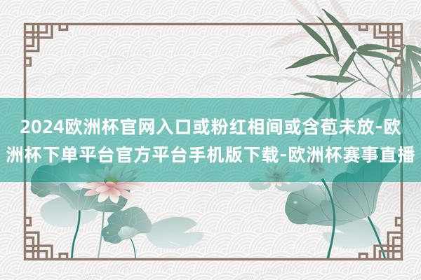 2024欧洲杯官网入口或粉红相间或含苞未放-欧洲杯下单平台官方平台手机版下载-欧洲杯赛事直播